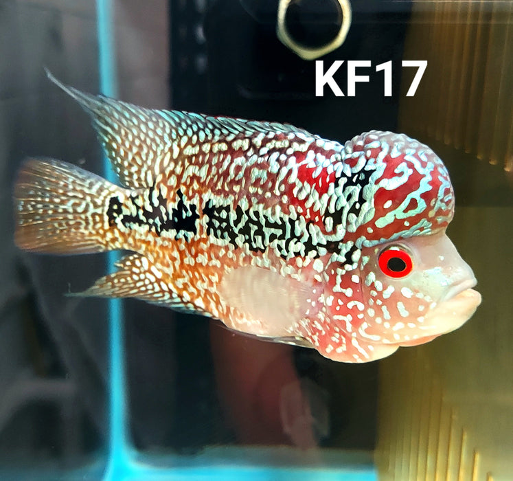 Kamfa Flowerhorn Cichlid (Cichlasoma sp)