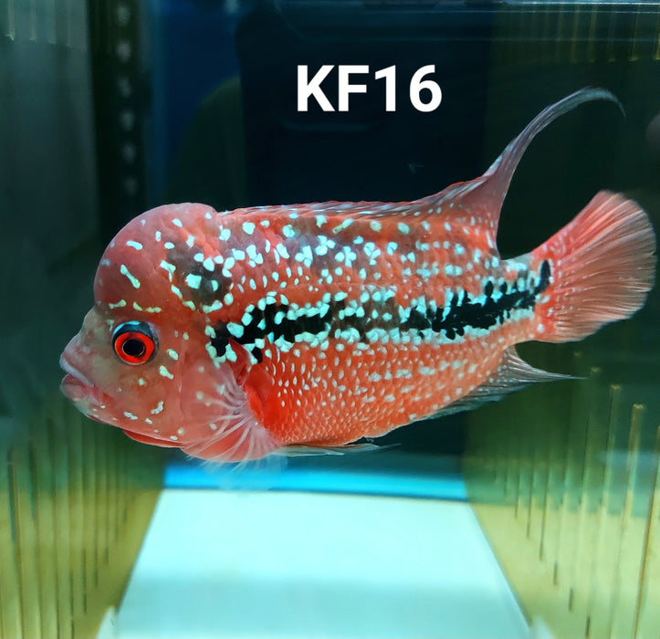 Kamfa Flowerhorn Cichlid (Cichlasoma sp)