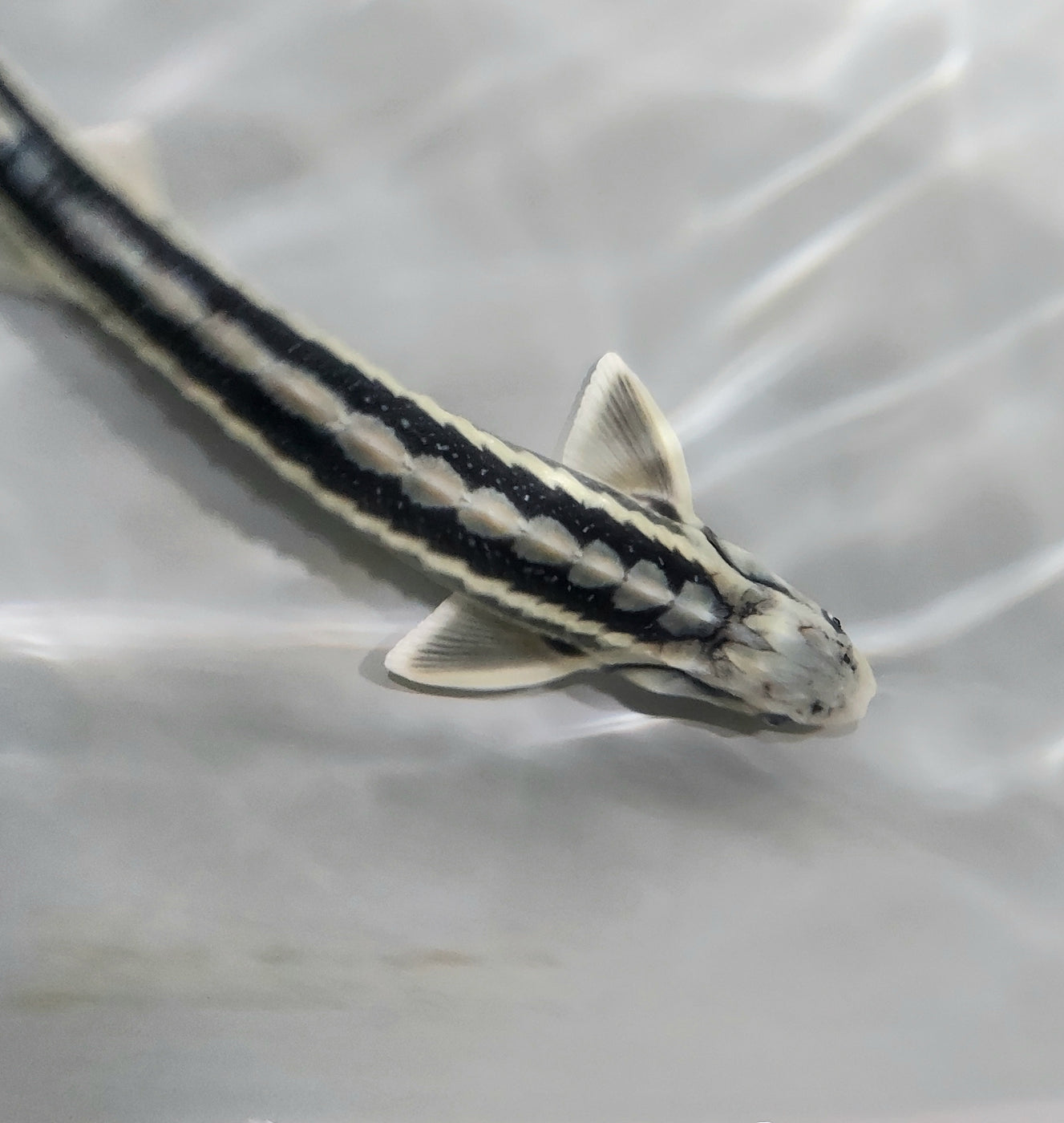 Diamondback Sturgeon (Acipenser gueldenstaedtii) — Predatory Fins