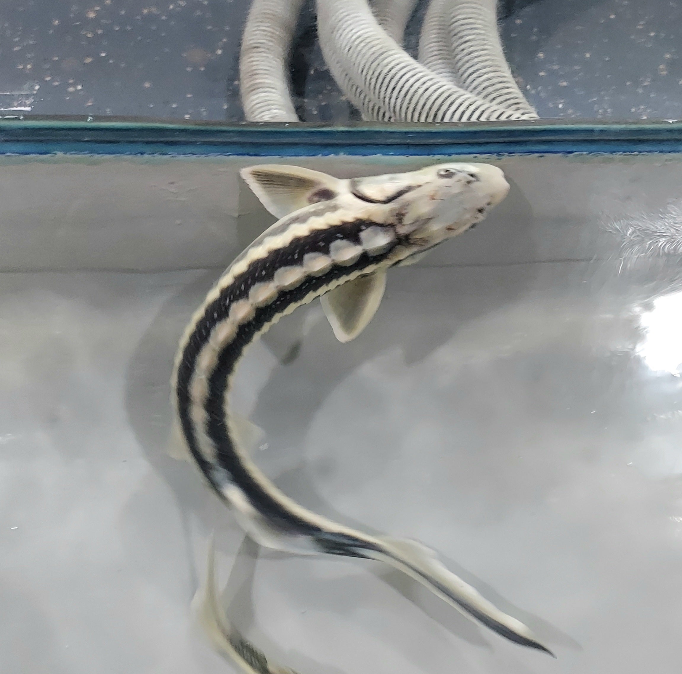 Diamondback Sturgeon (Acipenser gueldenstaedtii) — Predatory Fins