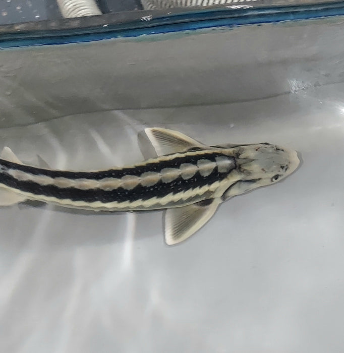 Diamondback Sturgeon (Acipenser gueldenstaedtii)