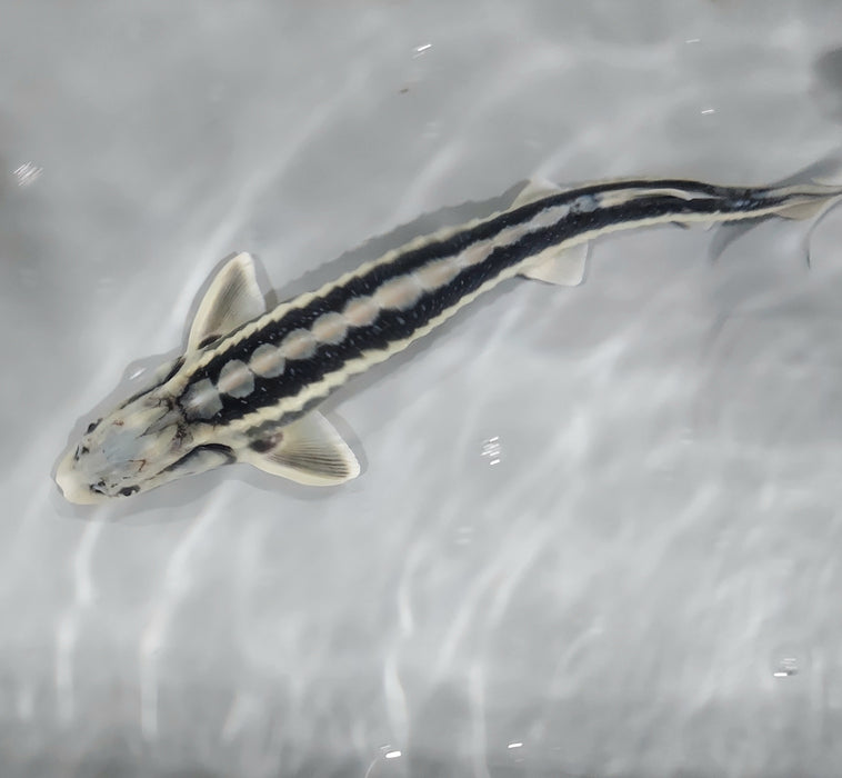 Diamondback Sturgeon (Acipenser gueldenstaedtii)