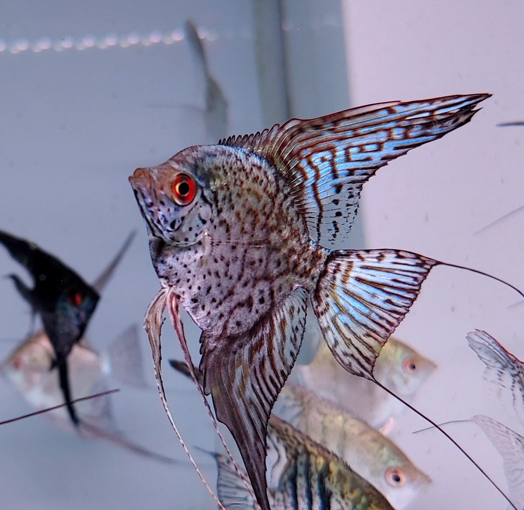 Leopard Angelfish How To Choose And Care For Freshwater Angelfish