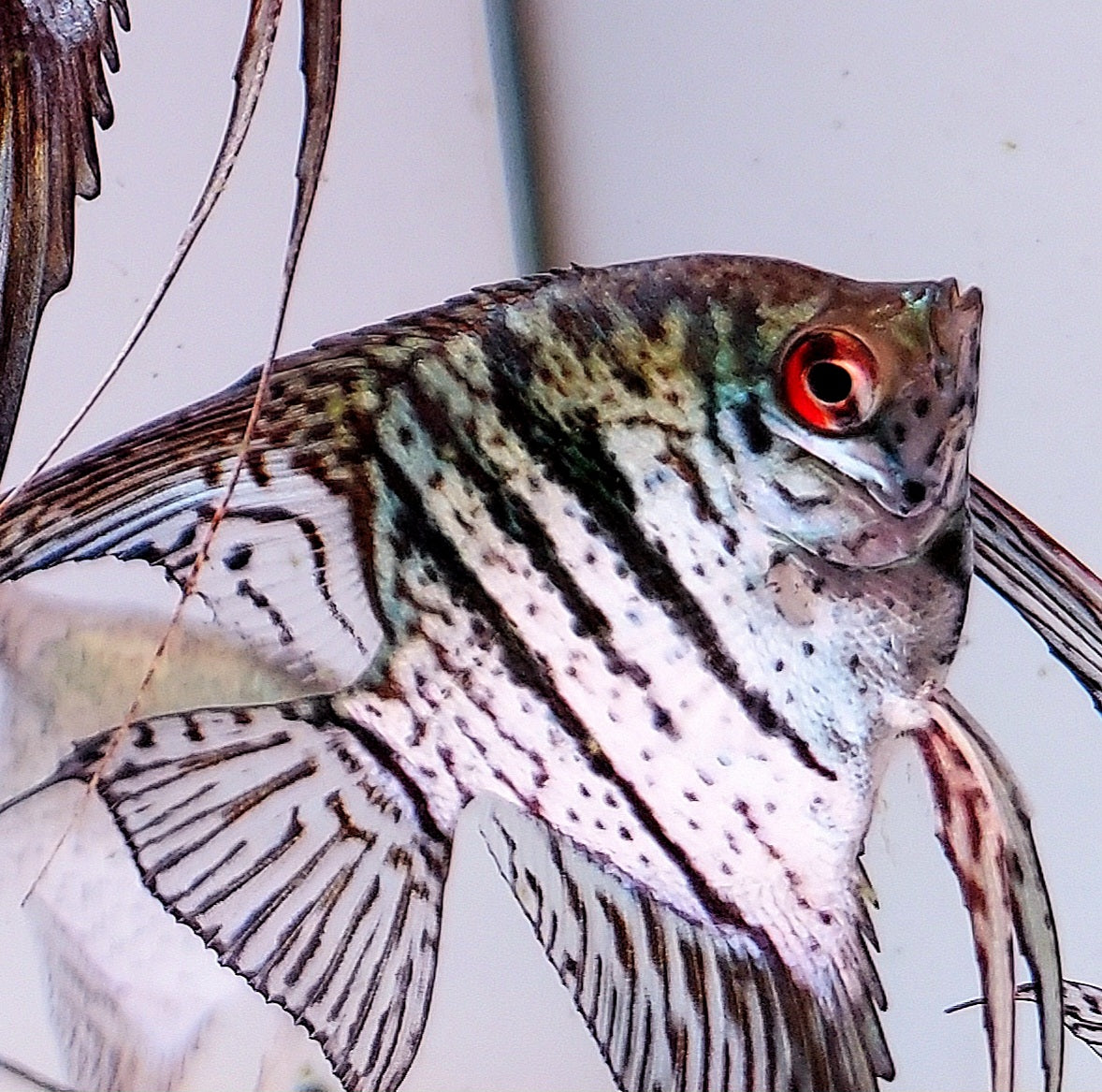 Blue Zebra Snakeskin Angelfish (Pterophyllum scalare sp