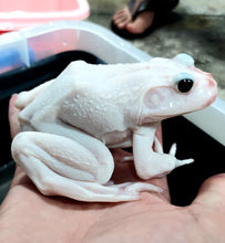 Load image into Gallery viewer, Leucistic American Bullfrog (Lithobates catesbeiana)
