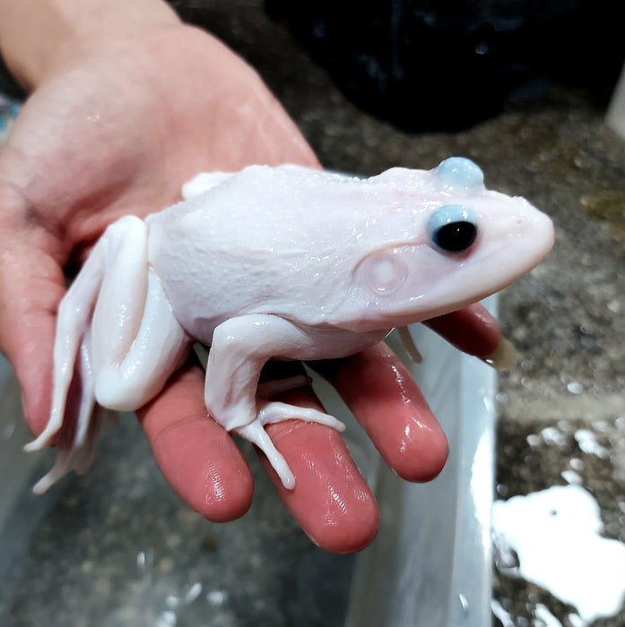 Leucistic American Bullfrog (Lithobates catesbeiana)