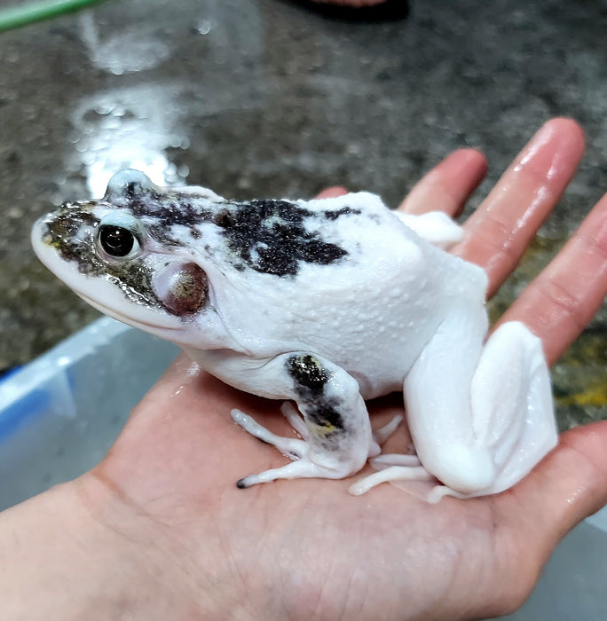 Leucistic American Bullfrog (Lithobates catesbeiana)