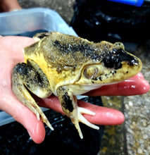 Load image into Gallery viewer, Leucistic American Bullfrog (Lithobates catesbeiana)
