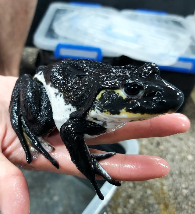 Leucistic American Bullfrog (Lithobates catesbeiana)