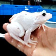 Load image into Gallery viewer, Leucistic American Bullfrog (Lithobates catesbeiana)
