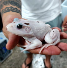 Load image into Gallery viewer, Leucistic American Bullfrog (Lithobates catesbeiana)
