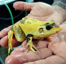 Load image into Gallery viewer, Leucistic American Bullfrog (Lithobates catesbeiana)
