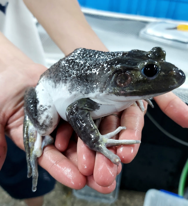 Leucistic American Bullfrog (Lithobates catesbeiana)