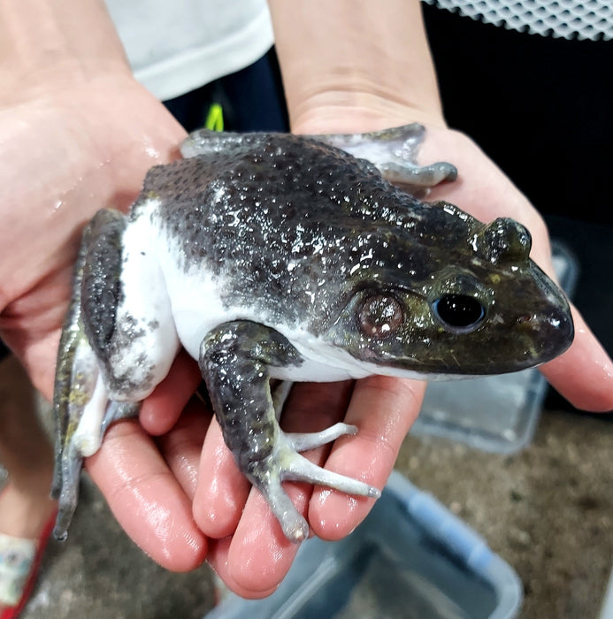 Leucistic American Bullfrog (Lithobates catesbeiana)