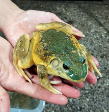 Load image into Gallery viewer, Leucistic American Bullfrog (Lithobates catesbeiana)
