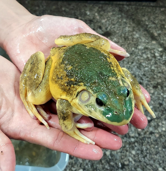 Leucistic American Bullfrog (Lithobates catesbeiana)