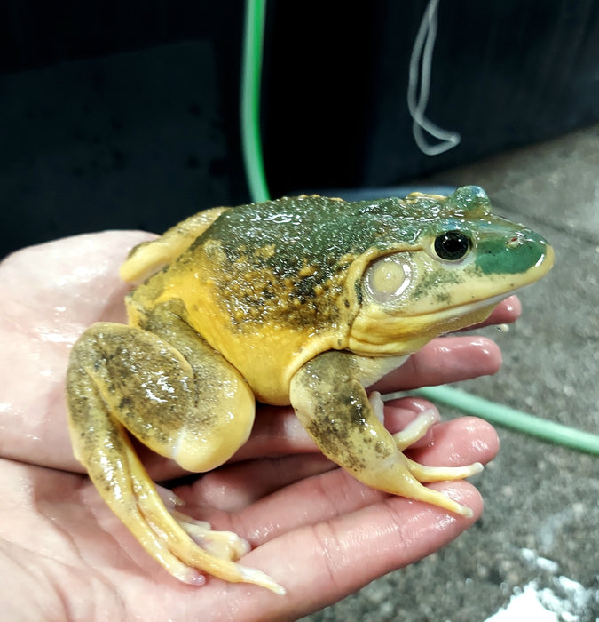 Leucistic American Bullfrog (Lithobates catesbeiana)