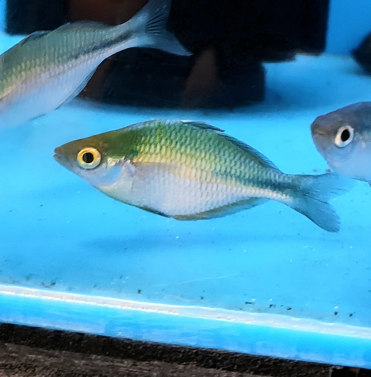 Blue Turquoise Rainbow (Melanotaenia lacustris) — Predatory Fins