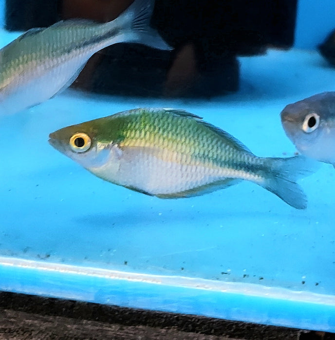 Blue Turquoise Rainbow (Melanotaenia lacustris)