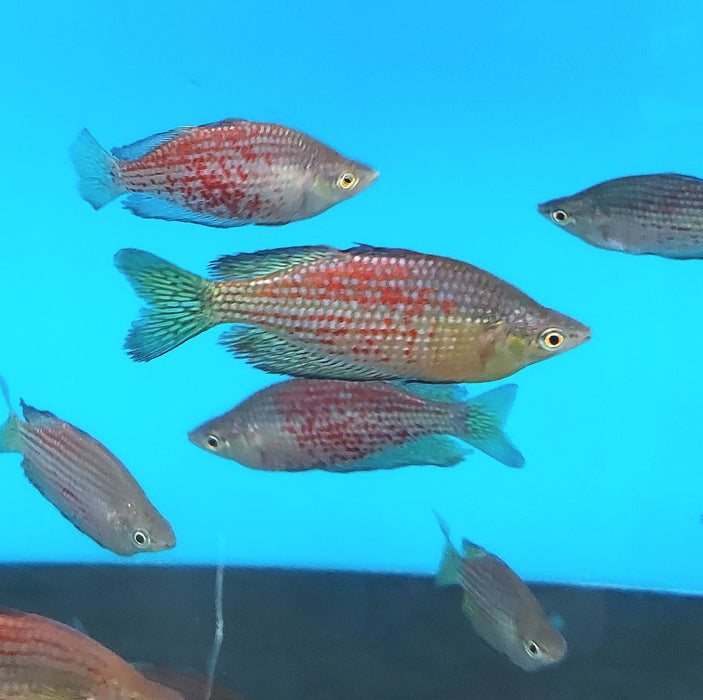 Red Irian Rainbow
(Glossolepis incisis)