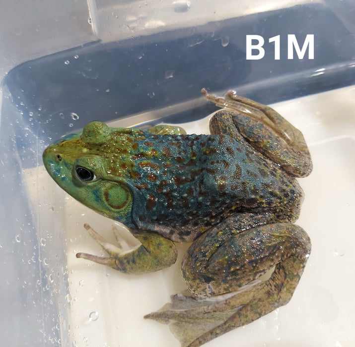Blue American Bullfrog (Lithobates catesbeiana)