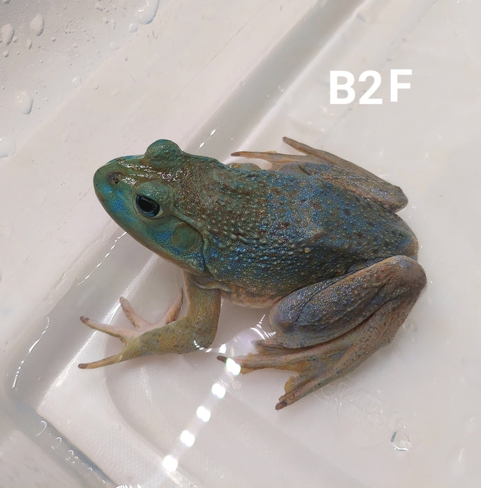 Blue American Bullfrog (Lithobates catesbeiana)