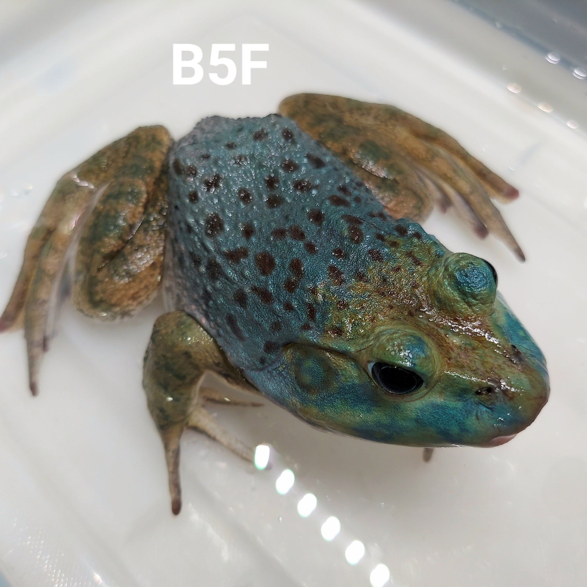 Blue American Bullfrog (Lithobates catesbeiana) – Predatory Fins