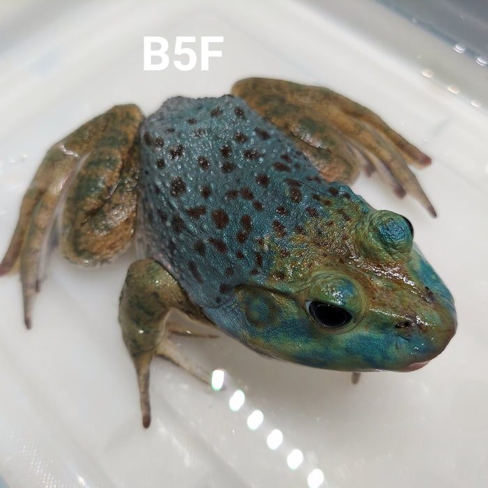 Blue American Bullfrog (Lithobates catesbeiana)