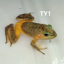 Load image into Gallery viewer, Turquoise Yellow American Bullfrog (Lithobates catesbeiana)
