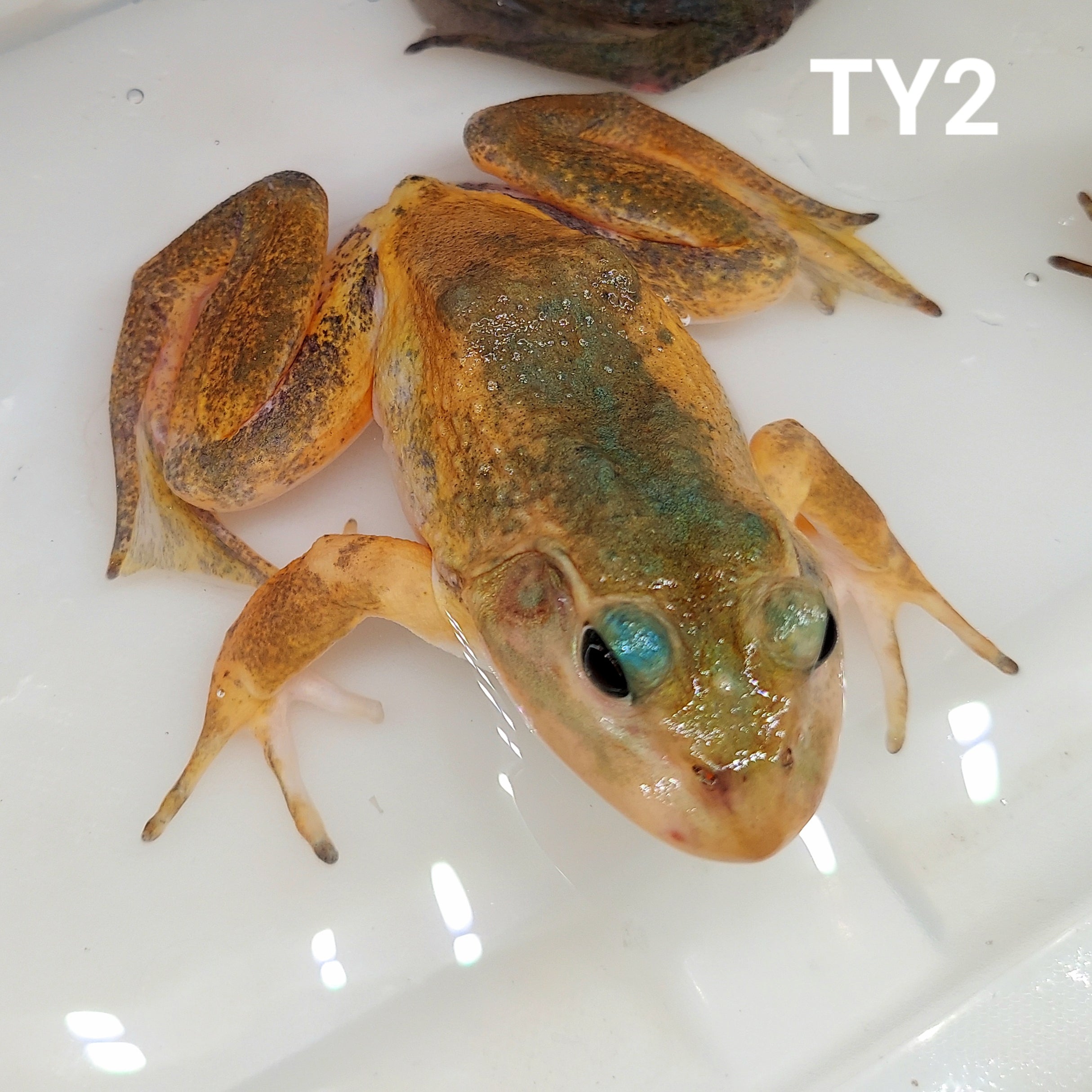 Turquoise Yellow American Bullfrog (Lithobates catesbeiana) — Predatory ...
