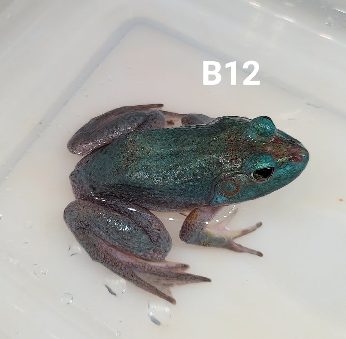 Blue American Bullfrog (Lithobates catesbeiana)