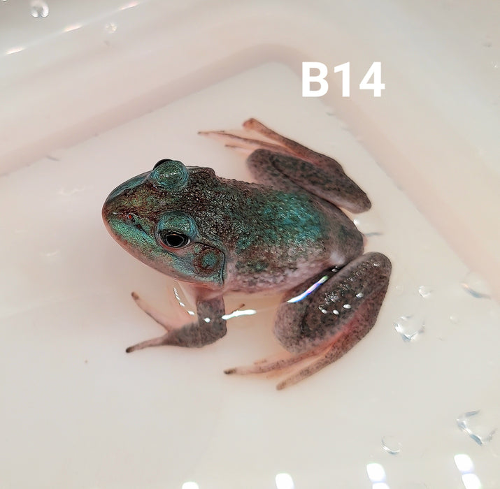 Blue American Bullfrog (Lithobates catesbeiana)
