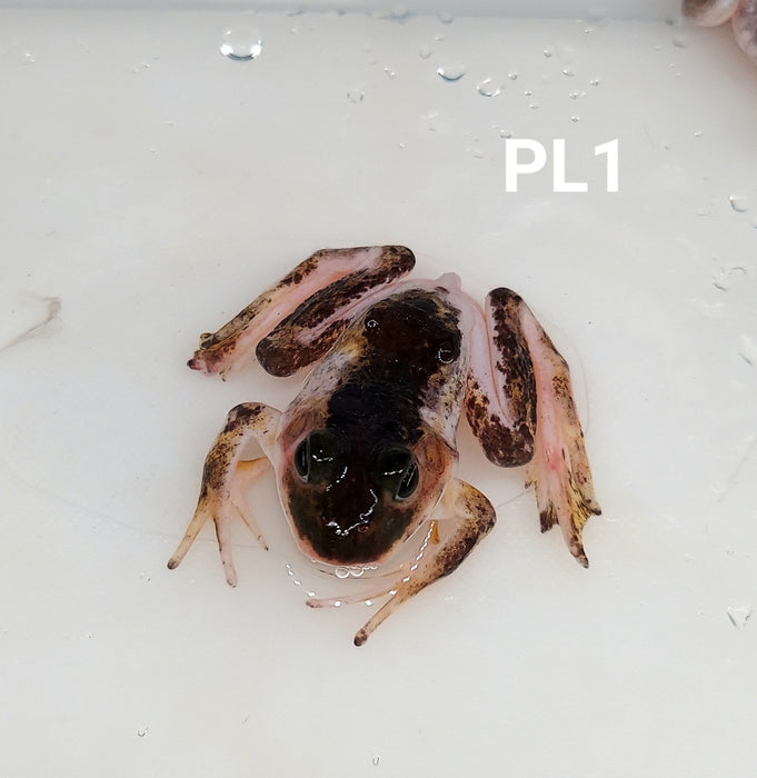 Leucistic American Bullfrog (Lithobates catesbeiana)