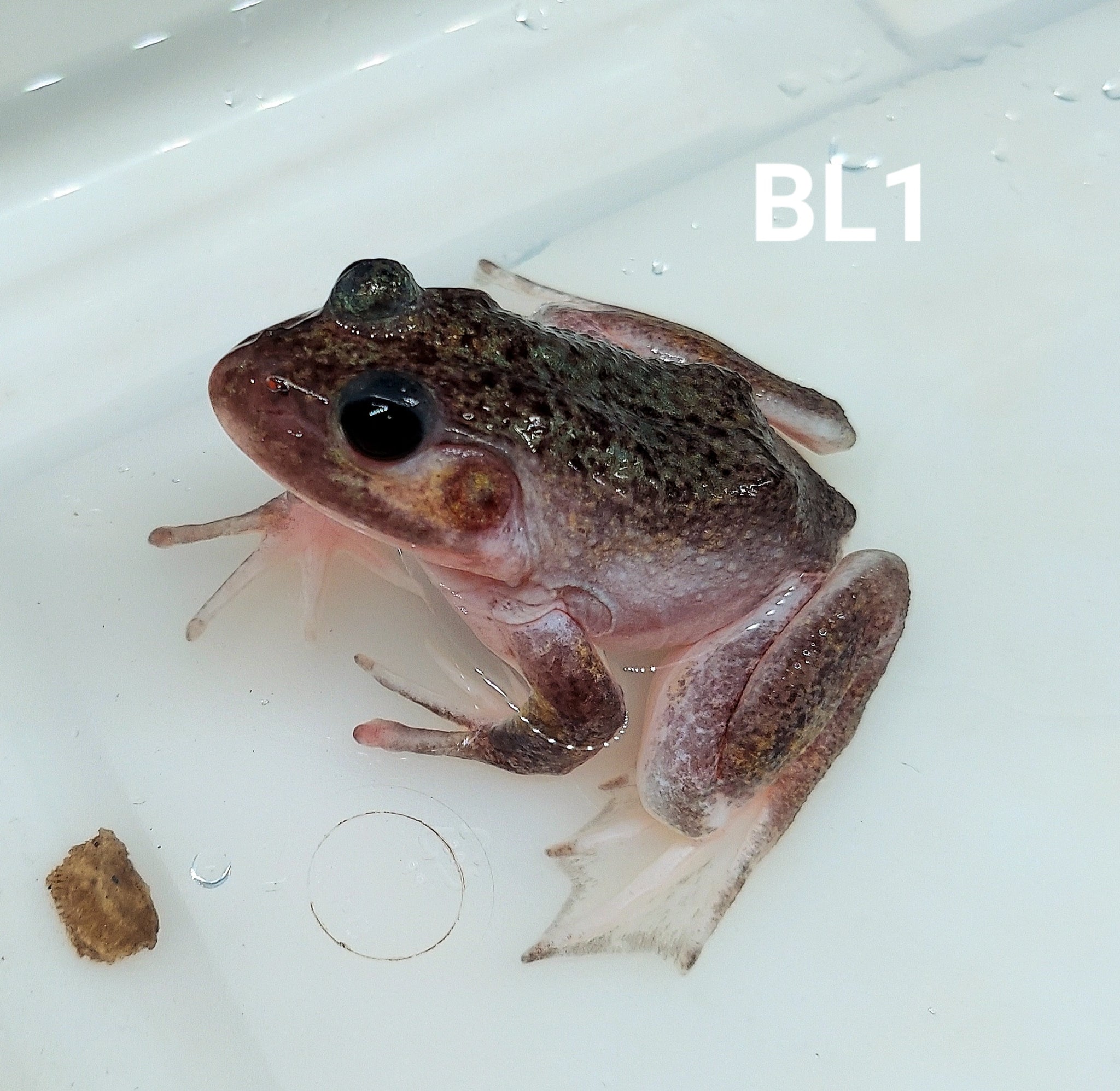 Leucistic American Bullfrog (Lithobates catesbeiana