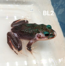 Load image into Gallery viewer, Leucistic American Bullfrog (Lithobates catesbeiana)

