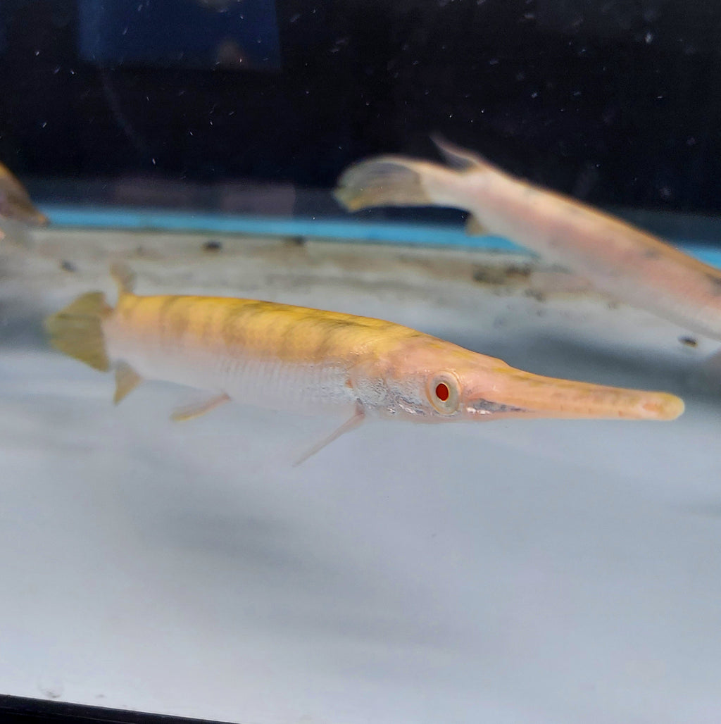 GAR — Predatory Fins