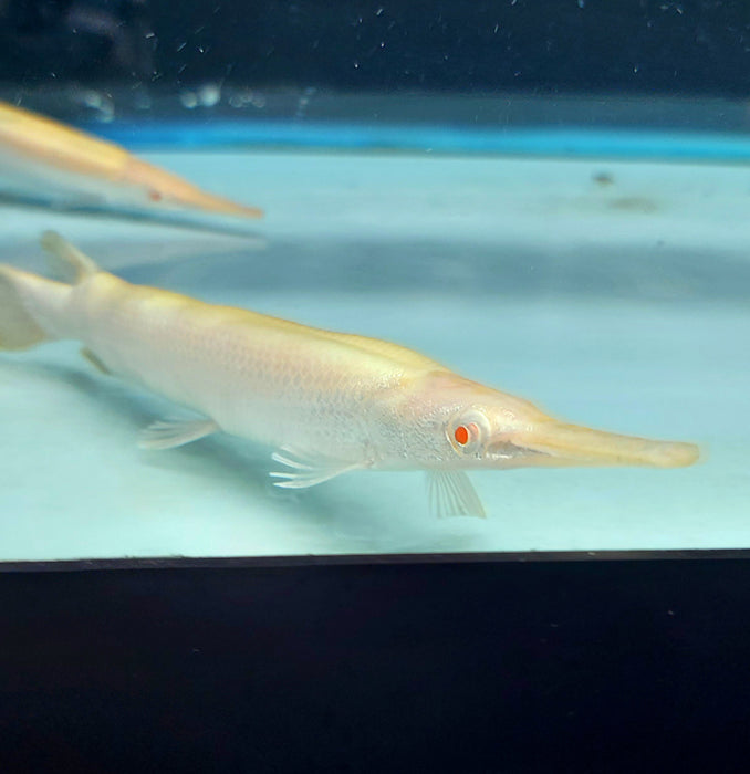 Albino Golden Florida Gar (Lepisosteus platyrhincus)