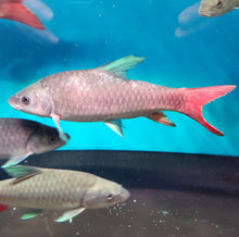 Load image into Gallery viewer, African Crimson Sky Mahseer (Labeobarbus malagarisi)
