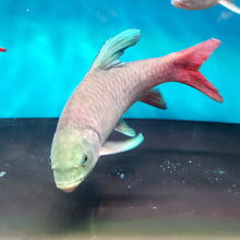 Load image into Gallery viewer, African Crimson Sky Mahseer (Labeobarbus malagarisi)

