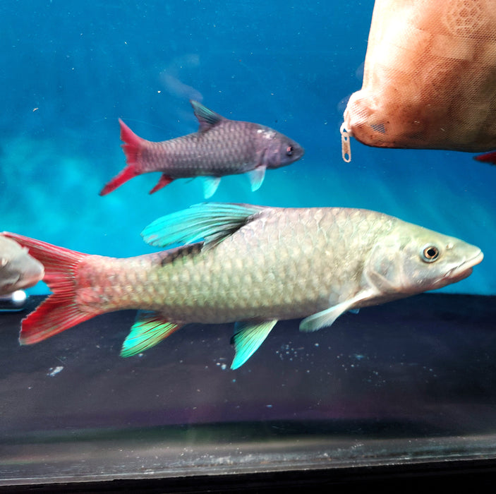 African Crimson Sky Mahseer (Labeobarbus malagarisi)