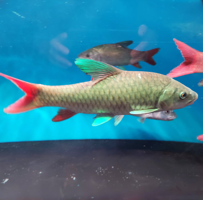 African Crimson Sky Mahseer (Labeobarbus malagarisi)