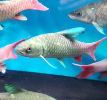 Load image into Gallery viewer, African Crimson Sky Mahseer (Labeobarbus malagarisi)

