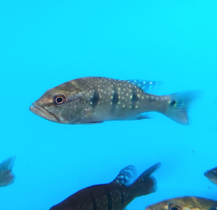 Temensis Peacock Bass (Cichla temensis)