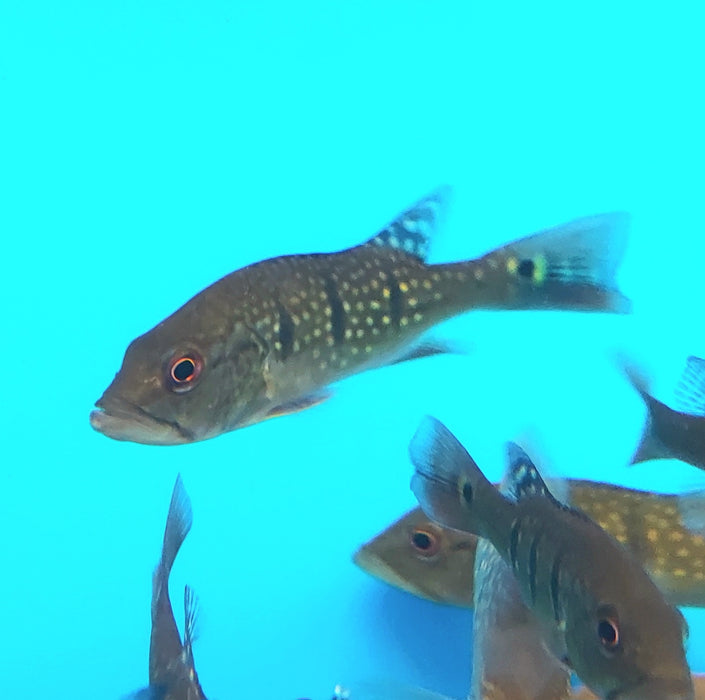 Temensis Peacock Bass (Cichla temensis)