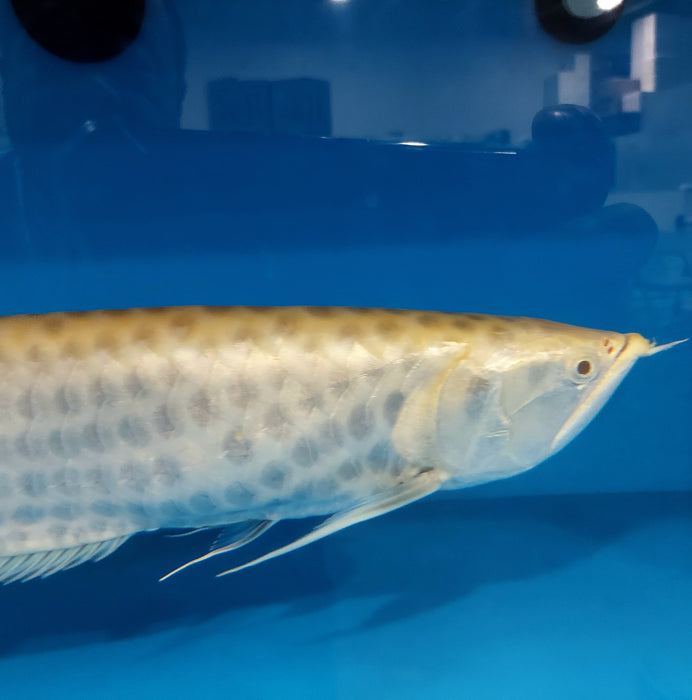 Albino Chocolate Crossbelly Silver Arowana (Osteoglossum bicirrhosum)