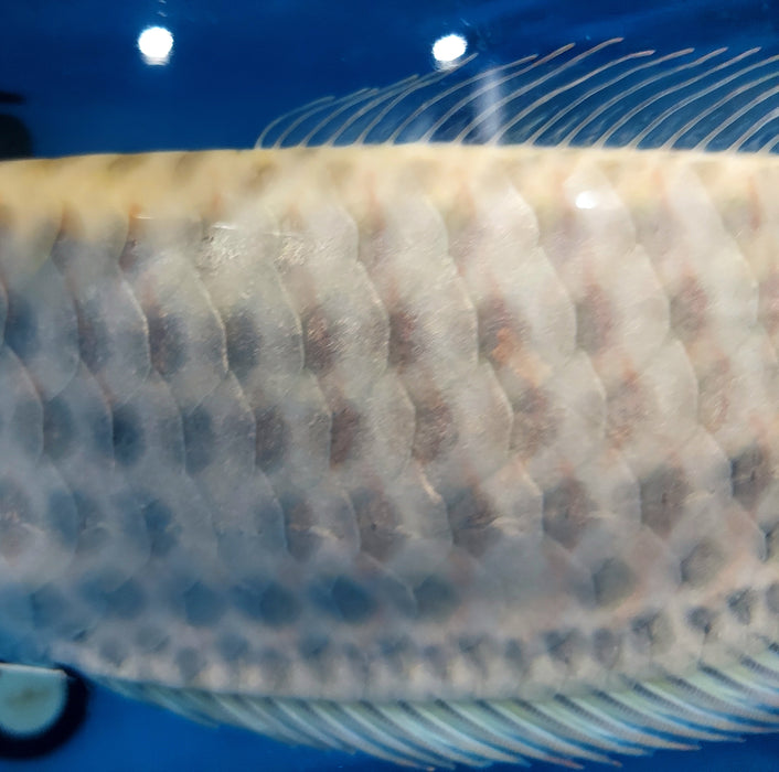 Albino Chocolate Crossbelly Silver Arowana (Osteoglossum bicirrhosum)
