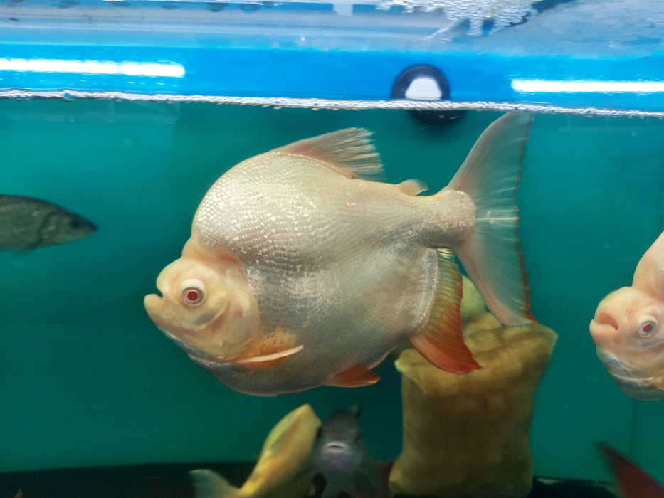Short Body Albino Red Belly Pacu (Piaractus brachypomum)