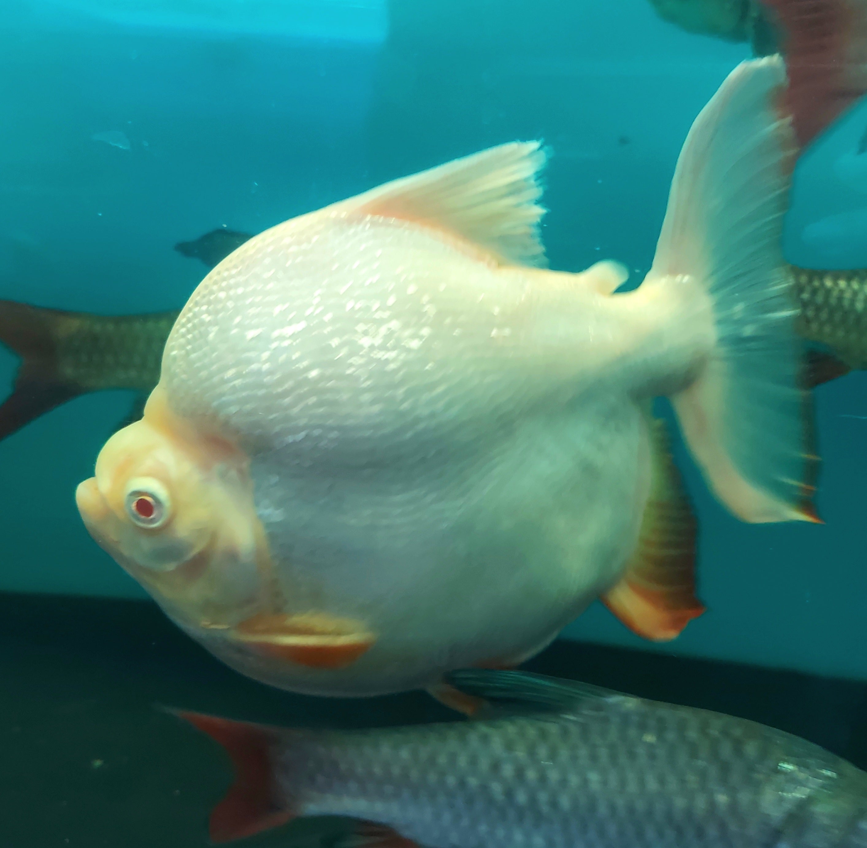 Short Body Albino Red Belly Pacu (Piaractus brachypomum) – Predatory Fins