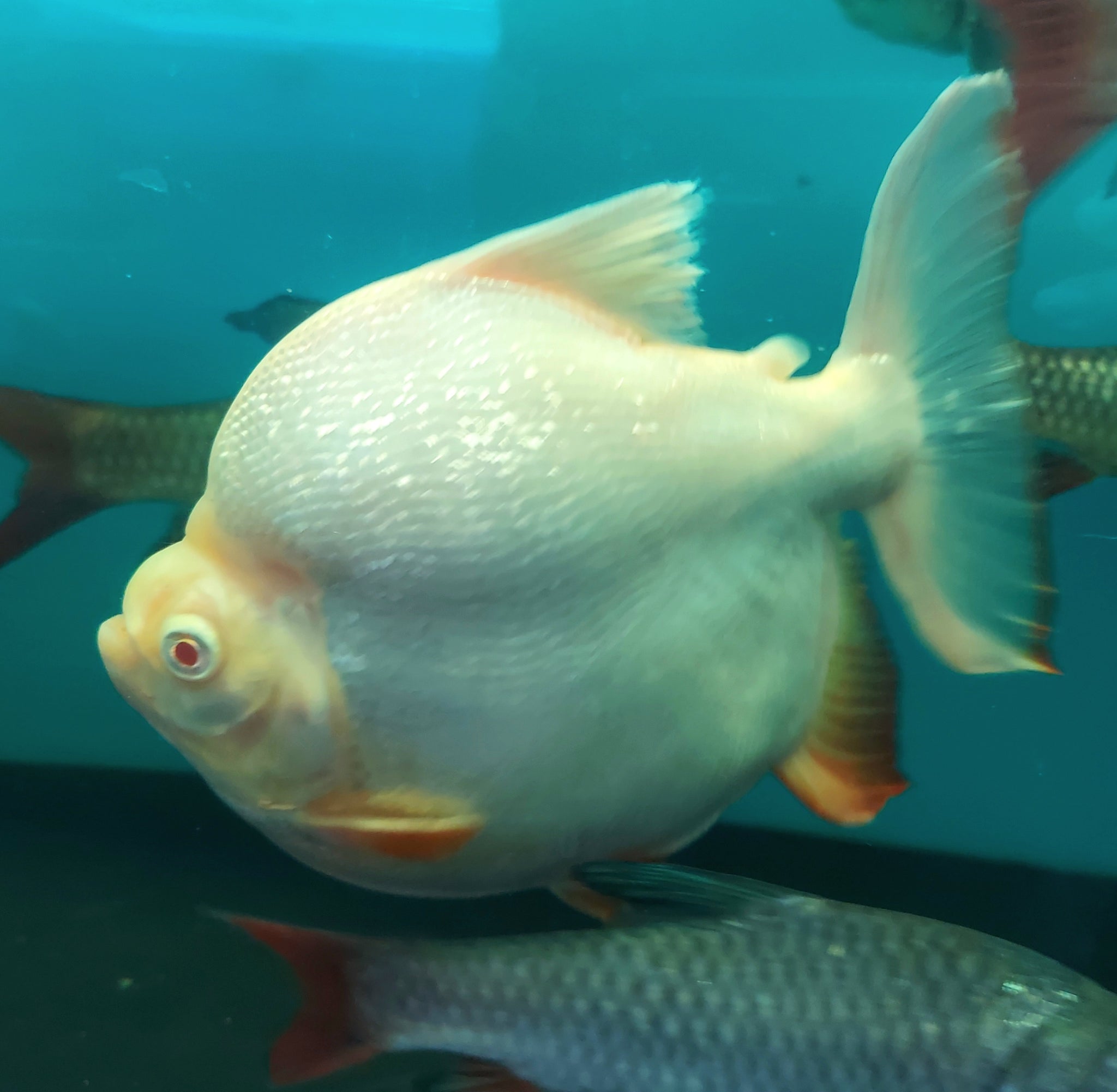 MYLEUS / PACU — Predatory Fins