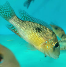 Load image into Gallery viewer, Argentine Rainbow Humphead Geophagus Cichlid (Gymnogeophagus lipokarenos)
